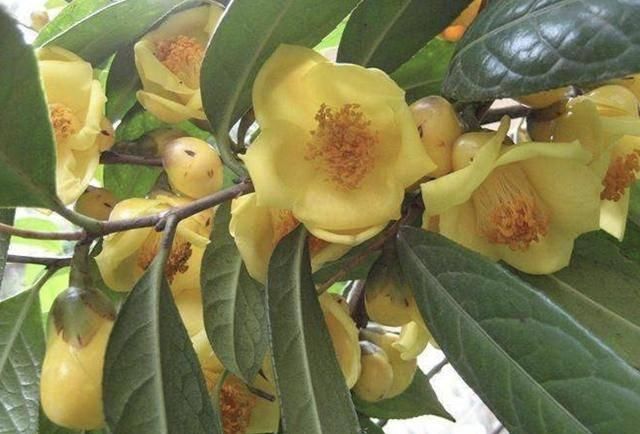 『大熊猫』1种植物珍贵，人称金花茶，被誉为“植物界大熊猫”，遇见请保护