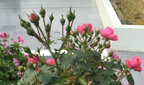  漂亮■1种好养的花，现在折个枝，插到花盆，养2年，家里家外成花园
