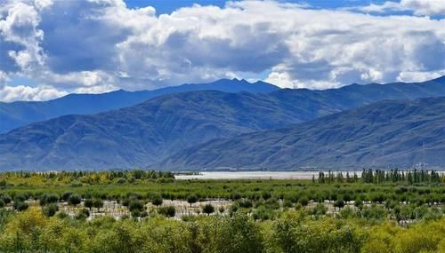  「防护林」荒漠变绿洲 穷乡变富地
