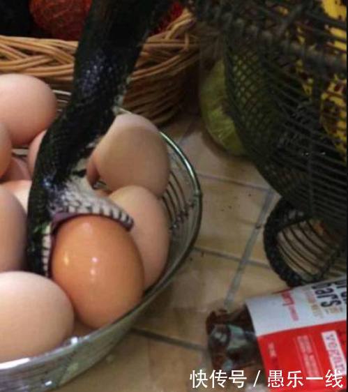 家里的鸡蛋无故丢失,男子装监控后看到这一幕