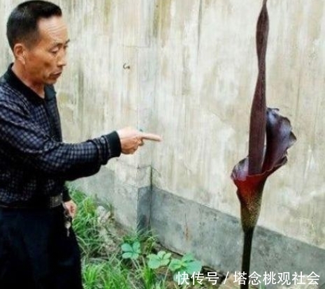 大叔院外发现不明植物，通体黑色近两米，专家的话让人不淡定！