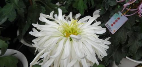  『蓝眼睛』喜欢玫瑰，不如养盆“桃花系列”桃花扇，似桃花折扇，清新之美！