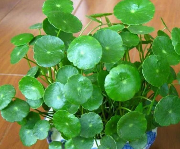  #旺宅#家养“4种花”，招财、旺宅好兆头，财源滚滚来，还很好养！