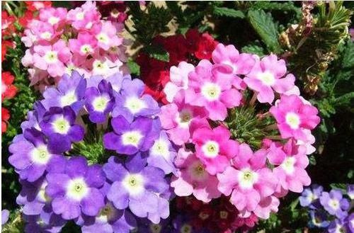  [品种]喜欢菊花，就养盆“菊中精品”沽水紫霞，似溢彩流金，姿清雅韵