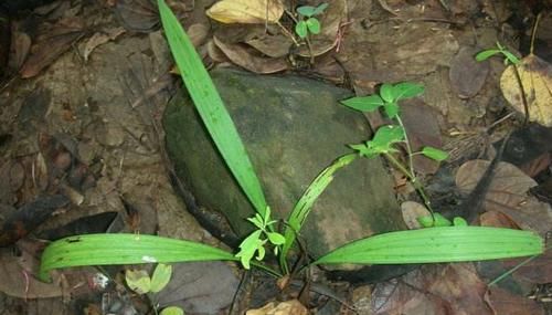  「杂草」这种野生植物，若出现您家老林下，请别当杂草，现在60