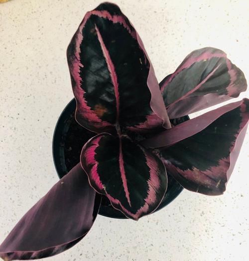  『品种』比孔雀竹芋还好看的观赏竹芋品种，叶子有彩虹般的纹路，很难买到