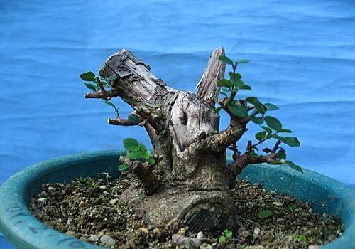 矮霸雀梅养桩到成型——岭南盆景“截干蓄枝”技法全记录！