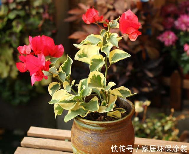 光照@三角梅总是不开花,除了养护原因,还有一个问题才是“关键”!