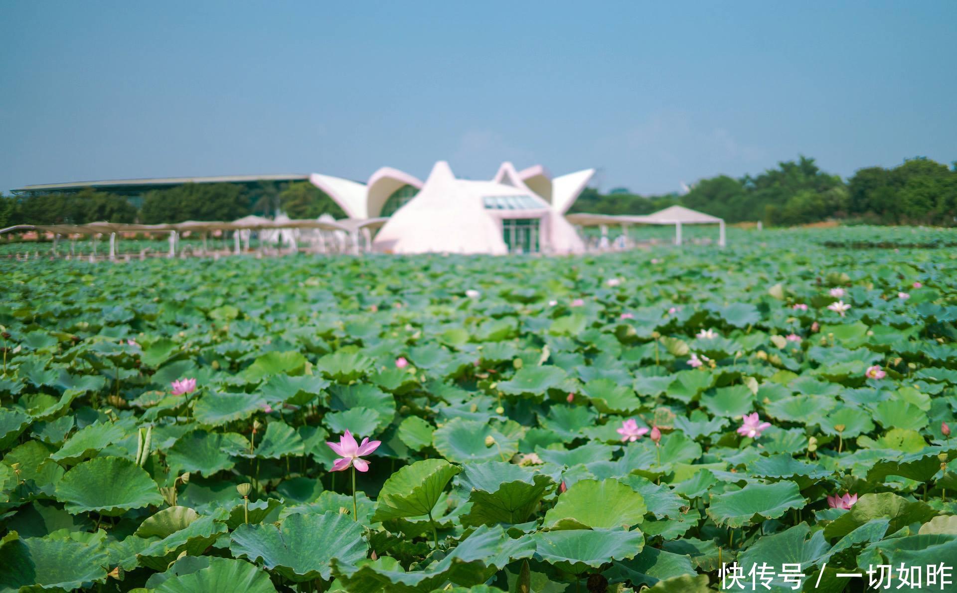 广东不该收门票的景点，是4A景区，是世界上规模最大荷花观赏景区