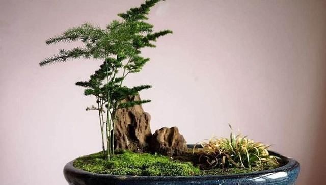  【充足】室内光照不充足，应该养哪些植物可以正常的养活？