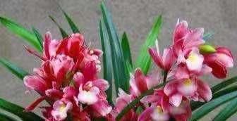  『还要』花香莫过于此花，比香水还要香，花色粉红可爱，一杆多花婀娜多姿