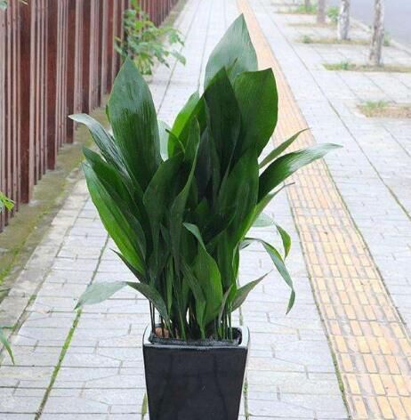  【室内】室内光照差？4种耐阴盆栽养几盆，好养又省心，不见光也能长爆盆