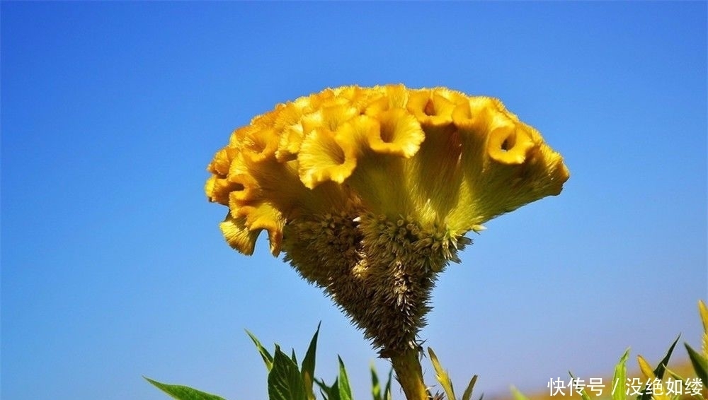  热情|此花就像是火焰一般的鸡冠，代表的是永恒的真爱，是秋日的热情