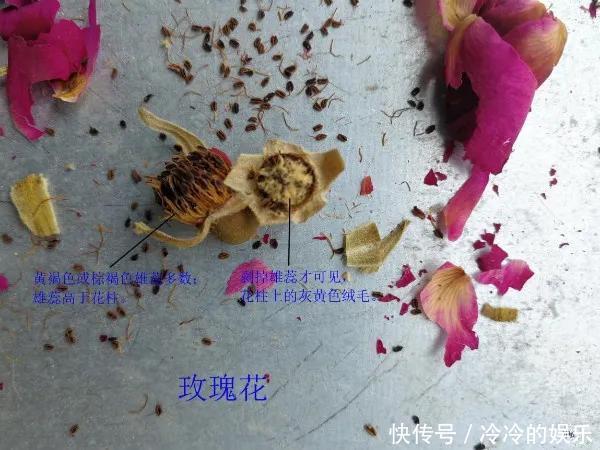  『玫瑰』玫瑰、月季傻傻分不清看这里