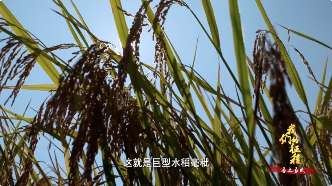  「创造奇迹」中国碗里装满中国粮！看，这片神奇的土地如何创造