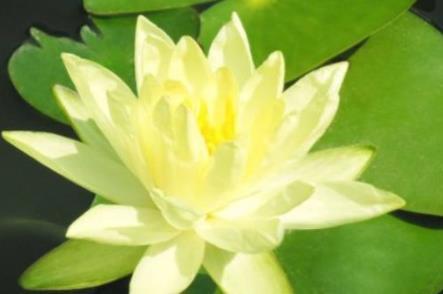  [动人]新手养花，不如养盆花中精品“黄晶菊”，花开柔美高雅，美艳动人