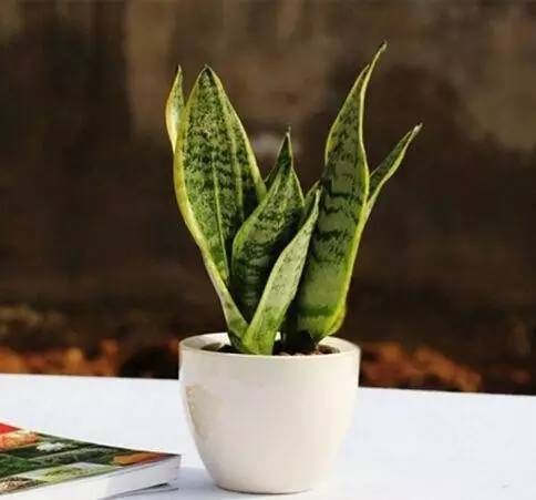  「铜钱草」房间光线不好？那就养这8种耐阴植物！