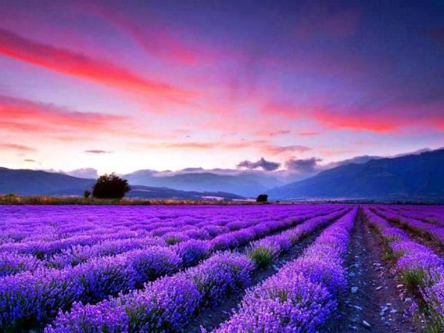  「人生就像一」有一种浪漫叫“紫色”