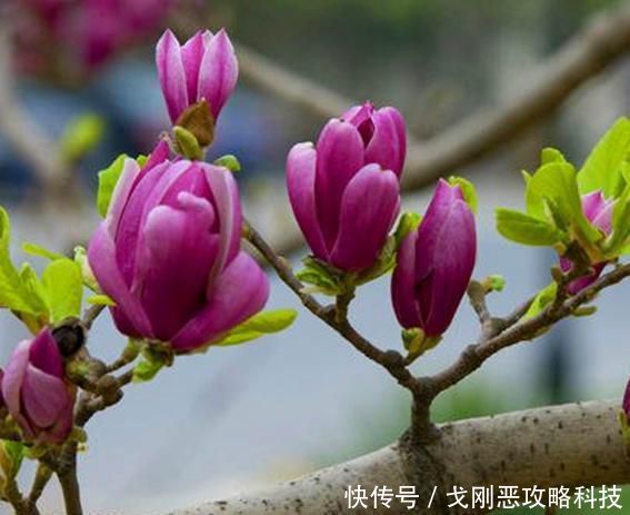 『春天』院子里种一棵玉兰花,简单几步就成活,年年春天都赏花