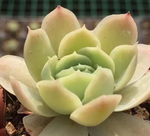  x海琳娜■景天大神亲手杂交的50多种多肉，你肯定没见过！
