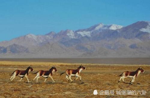 国内目前最大的无人区,人类难以生存,可却是动物的天堂