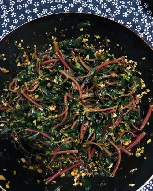 『盆栽』以前是路边的野草，现在却变成野菜，还能养成盆栽的马齿苋