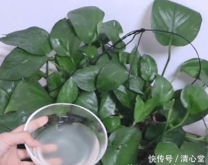  『葡萄』烂掉的葡萄也别扔，留着大有用处，用水泡一泡，解决了很多人的烦恼