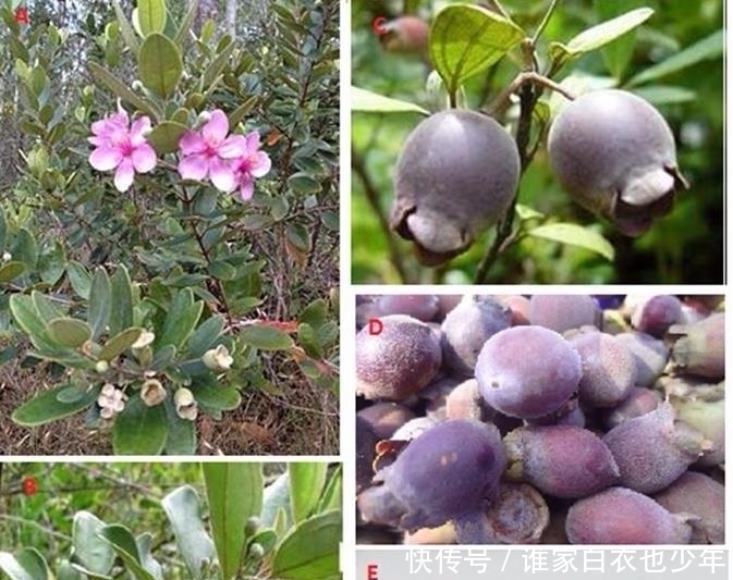  就特别|山上随处可摘到的捻子，果实黑透才好吃，种院子开花特好看