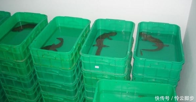  【保护动物】曾卖2千元一斤，如今价钱大跌，一斤不足百元，养了