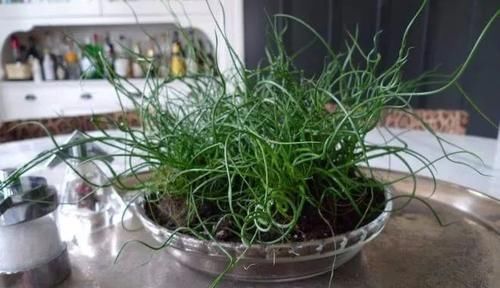 『挺好看』这些长在水边的景观植物，很适合养大水缸里，有水就能活