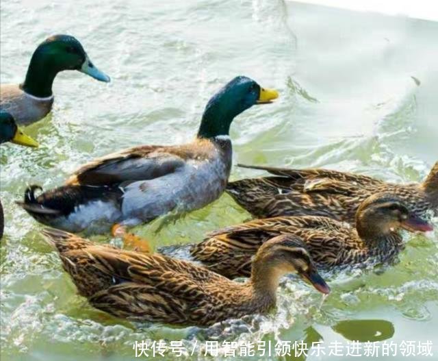  「利润」养殖鸭子周期短，45天就可以出售，利润怎么样