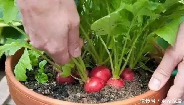  花盆里|8种在小花盆里的也能长得很好的蔬菜，高收成有窍门
