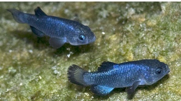 存活6万多年,全球总共38条,比大熊猫都珍贵,将面临着灭亡