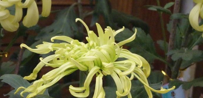  『暮光之城』喜欢菊花，不如养盆“菊中珍品”鹦鹉绿，似凤凰起舞，风姿优雅