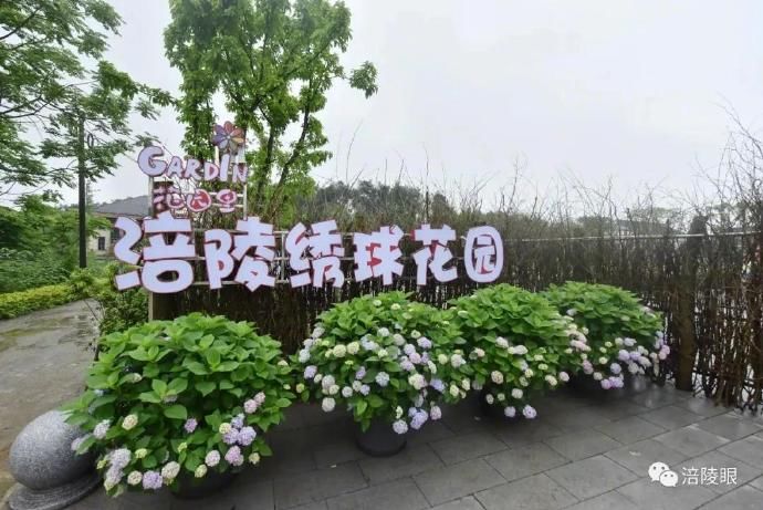  『开幕』涪陵首届绣球花节开幕，爱上这个初夏
