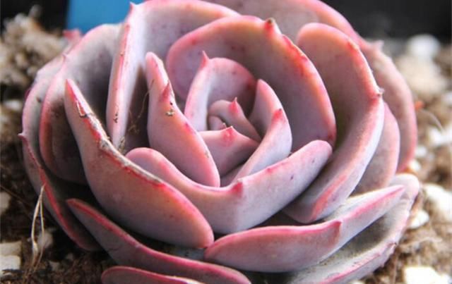  用药物治疗|不用药治疗多肉病虫害，会更好地保护肉肉，不让叶片受到伤害