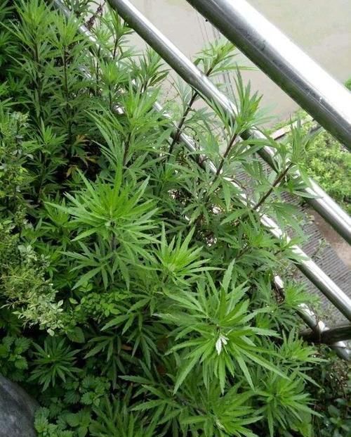  「空气」3种草花香气浓，净化空气驱蚊虫，让你天天睡得香