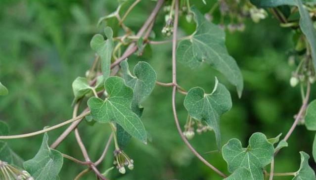  【除掉】它素有“白人参”之称，价值极为珍贵，却常被当成野草