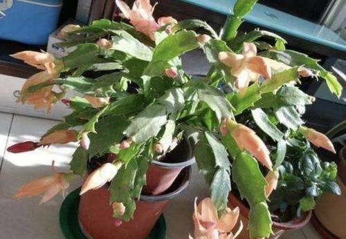  催花■养君子兰、蟹爪兰，用'催花水'喷洒枝叶，一个月呼呼冒花苞
