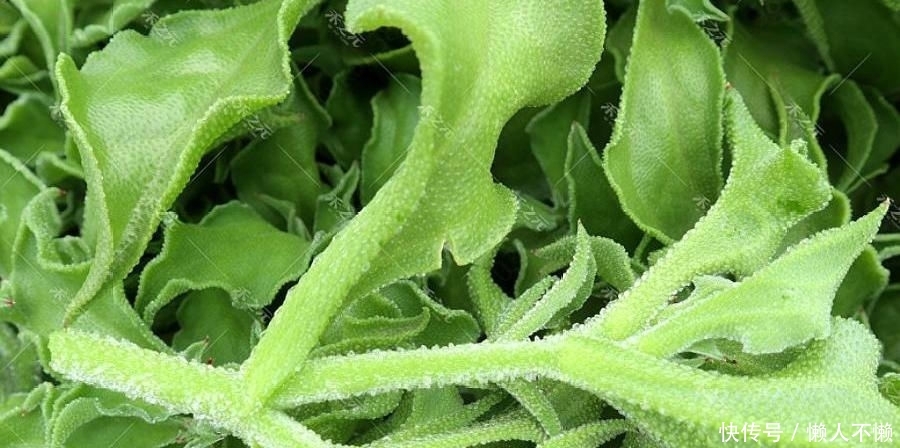  种子@农村的一种作物种植一亩只需5克种子，亩产达5千斤，一斤13元