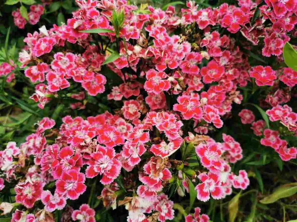 「石竹花」有院子一定要养石竹,皮实好养,来回踩都不死,夏天开出花海