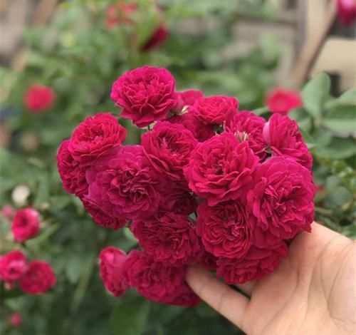  「花墙」有院子的花友不要错过此花，花色鲜艳，浓香四溢，一年就开成花墙
