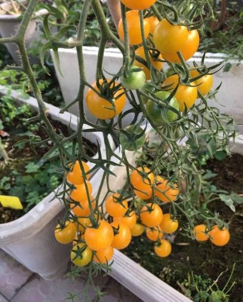  「阳台是露天」少吃“油腻”，多吃“菜”，阳台种一些，“新鲜菜”想吃随手摘