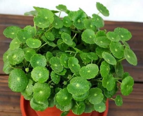  [财源]这些“宝地”摆盆铜钱草，不仅花长得旺，财源也旺，主人腰缠万贯
