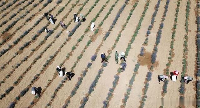  「典范」毛乌素，第一个沙漠治理的成功典范，你知道在哪吗