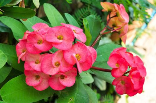  迷人眼：这5款花，养在家中幽香四溢，花色妖艳妩媚，花朵烂漫迷人眼