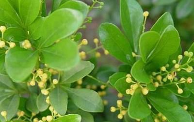  「扦插」米兰花泡根方法小秘诀