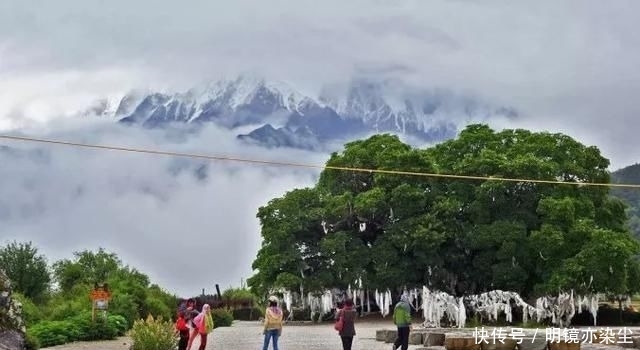  「银杏树」这十大长寿树王：棵棵大有来头，第一名比中国历史还