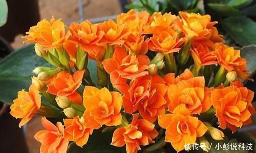  『油绿』长寿花花谢后，多做一件事，叶子更油绿，还能再开一茬花！