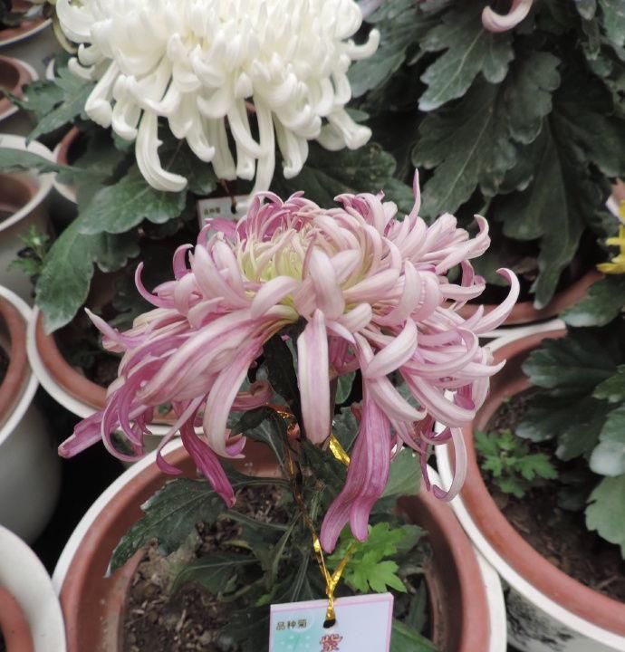  托桂：喜欢菊花，不如养盆“菊中珍品”紫红托桂，花开似蟹爪，清秀迷人
